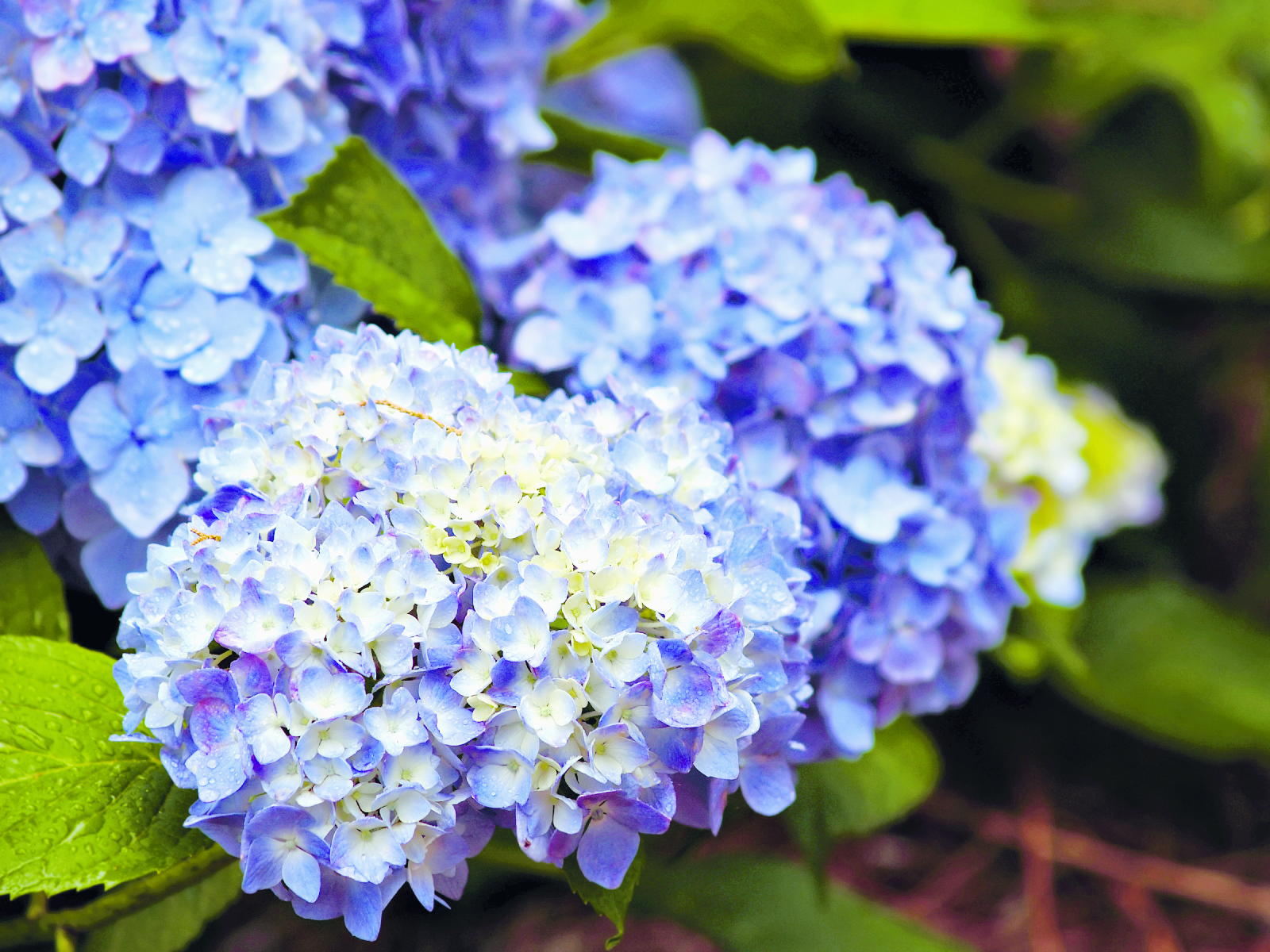 Blue and white Hydrangea Flowers